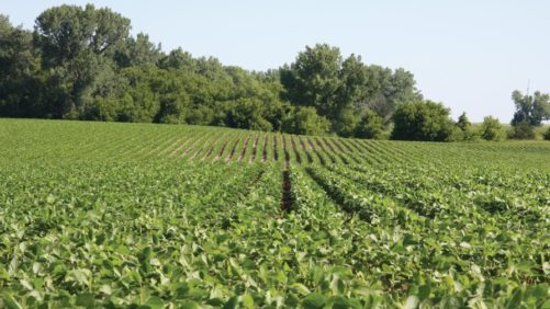 Pesquisadores dos EUA alertam agricultores para se prepararem para a escassez de glifosato