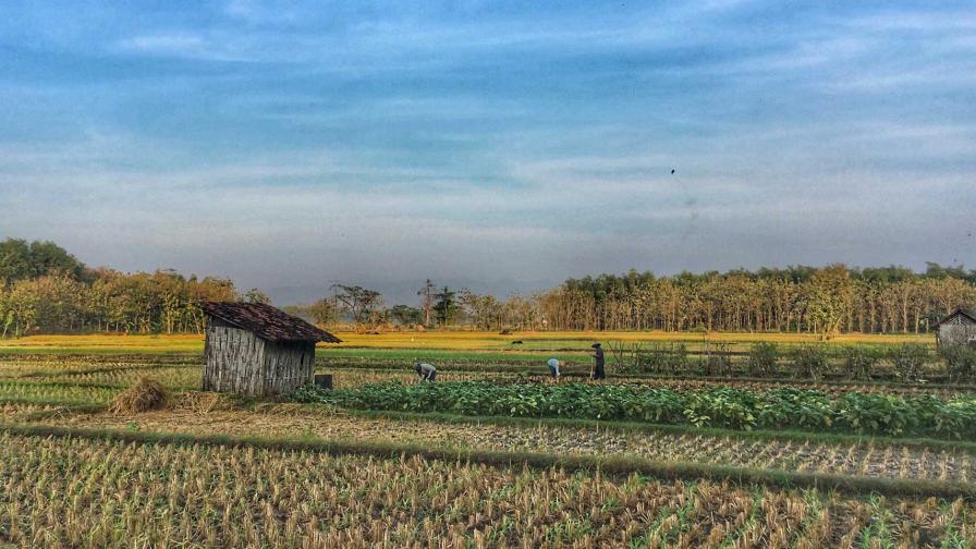 Syngenta merayakan 60 tahun kemitraan dengan petani untuk mendukung pembangunan pertanian Indonesia