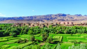 Why the North Africa Crop Protection Market is Thriving