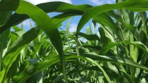 Global Corn Production, Trade Expected to Rise for the Next Decade