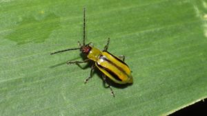 Insecticides 2019: New Pest and Product Watch