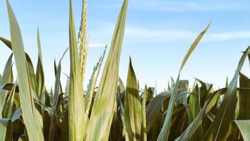 As vendas trimestrais da DowDuPont aumentam com novos produtos de proteção de cultivos