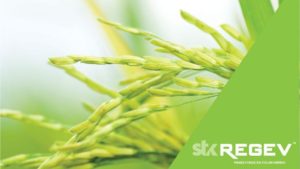 STK REGEV ‘Hybrid’ Fungicide Registered in the Philippines