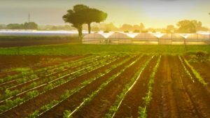 Sipcam Agro USA Names Gertz as CEO