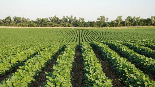 Bayer: Agricultores dos EUA compram antecipadamente insumos agrícolas enquanto os problemas na cadeia de suprimentos continuam