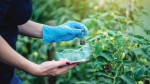 AgbioInvestor: Total GM Crop Areas Increased in 2023