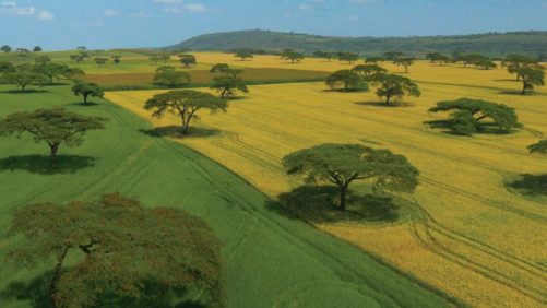 Bayer East Africa: Culturas GM são 'seguras' no Quênia