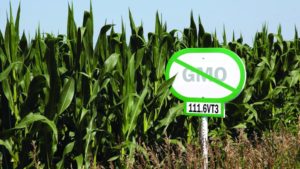 Kenya Set to Rescind GMO Ban