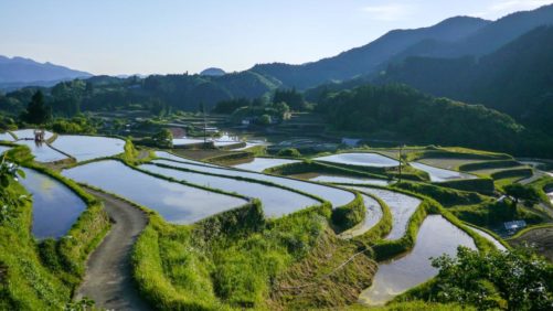 AlgaEnergy se une a la Asociación Japonesa de Bioestimulantes