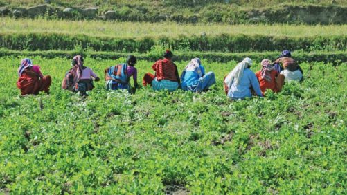 Agriculture Is the Shining Beacon of Hope for Indian Economy Amid COVID-19 Pandemic