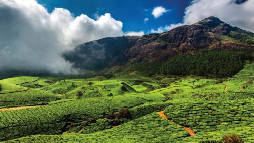 Global Crop Protection Trends: India Remains a ‘Market of Significance’