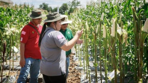 Thailand, Vietnam Dominate Southeast Asian Crop Protection Market