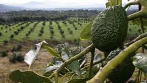 Long-Term Mexican Outlook Shows Promise for Crop Inputs Industry