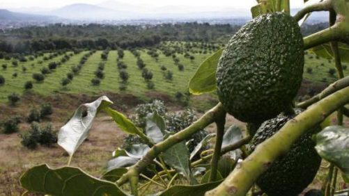 La perspectiva a largo plazo de México es prometedora para la industria de insumos agrícolas