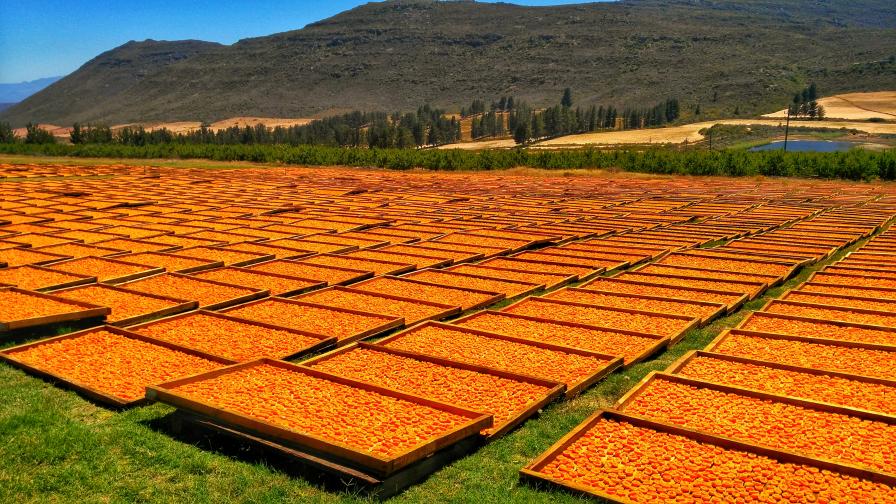 杏子是高价值的特种作物之一，生物制剂的使用有所增加。
