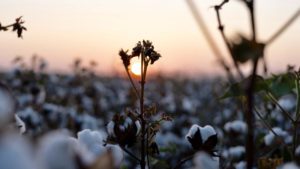 Cotton Growers Face Global and Local Problems in 2020