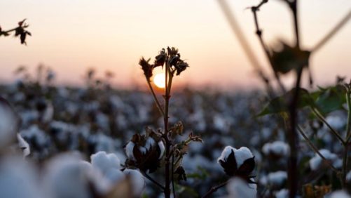 Crystal Crop Protection Acquires Key Hybrids from Bayer CropScience in India