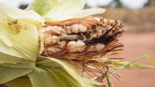 Moth Attractant Blend Found to Be Effective Control for Devastating Fall Armyworm