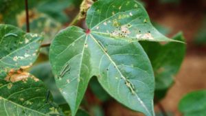 The State of GMOs in Kenya