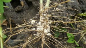 U.S.: Banking on Biologicals in Seed Treatments