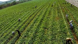 Global Crop Protection Product Trends: An Inside Look at Key Central America Markets