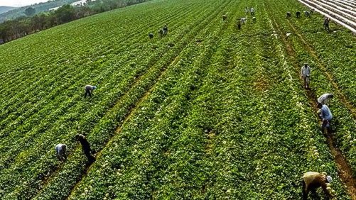 Global Crop Protection Product Trends: An Inside Look at Key Central America Markets