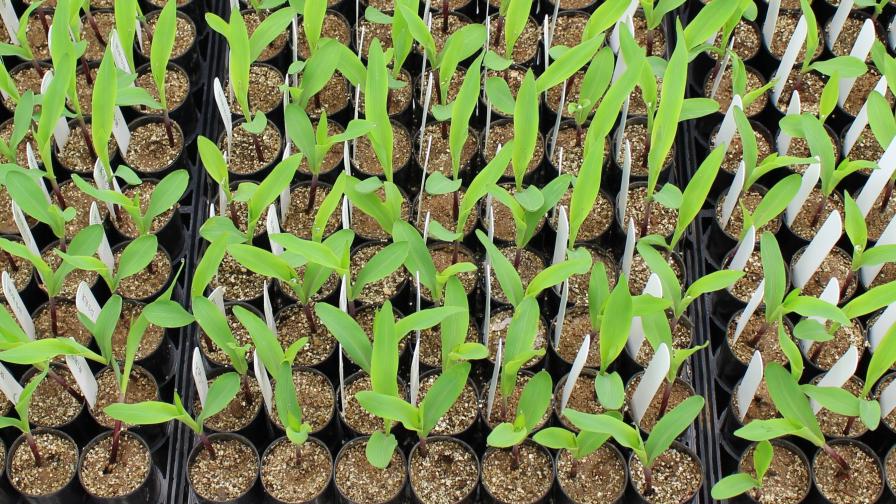 BioConsortia tests plants in various soils for the development of nitrogen fixing microbial products in partnership with Mosaic to reduce chemical inputs into the environment and produce more effective fertilizers. (Photo: Business Wire)