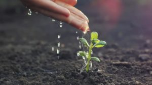 El futuro de la agricultura es la agricultura climáticamente inteligente