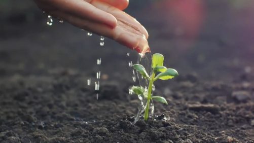 Leading Biological Organizations Survive and Thrive Through the Pandemic