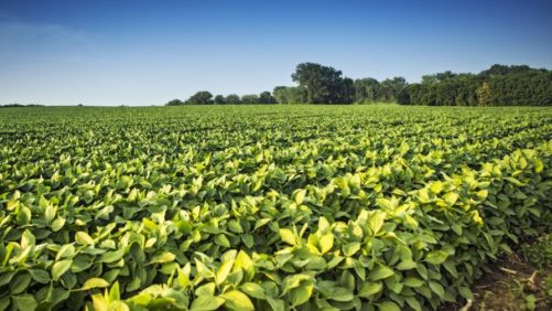 U.S.: Tenuous Future for Dicamba, Input Costs Weigh on ’22 Seed Decisions