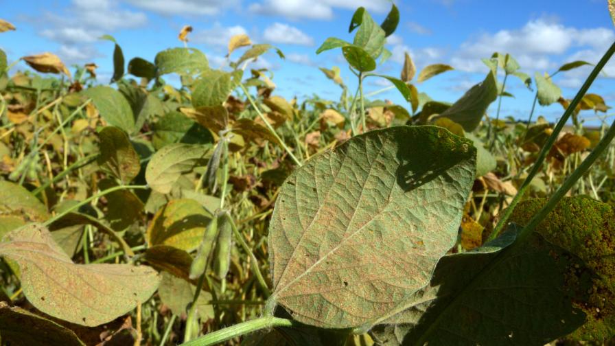 A soybean field heavily infected with soybean rust near Carazinho, Rio Grande do Sul, Brazil