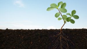 U.S. Biostimulants Market: Driving Sustainable Agriculture to New Heights