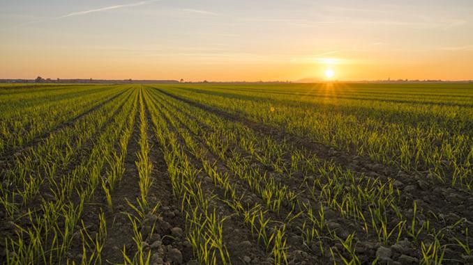 Otra vez a vueltas con la renovación del uso del herbicida glifosato -  AgroCLM