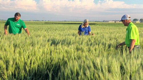 BASF apresenta a marca Future Hybrid Wheat