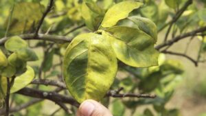 Growers Continue the Battle Against Citrus Greening