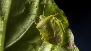 Koppert Developing Biological Solution Against Green Shield Bug
