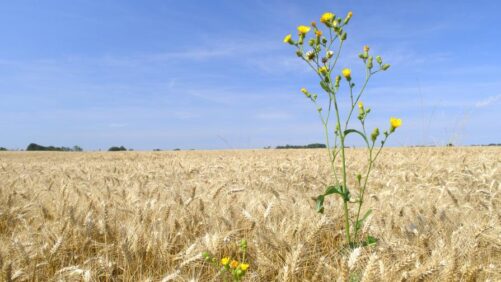 Herbicide-Resistant Weed Struggle Unmatched in U.S. Agriculture