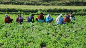 Here’s How India Can Unlock the Power of Agricultural Technology Through Public-Private Partnerships