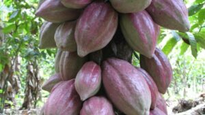 Cargill Partners with Vertical Farming Leader AeroFarms in First-of-Its-Kind Research Focused on Cocoa Production