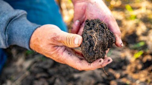 Cultivating a Greener Future: Revolutionizing Canada’s Carbon Landscape