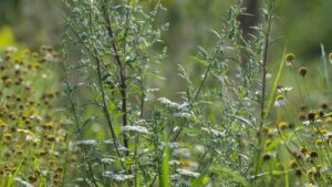 Supply Chain Headaches: Why U.S. Farmers, Ag Retailers Are Planning Their Herbicides Early for 2022