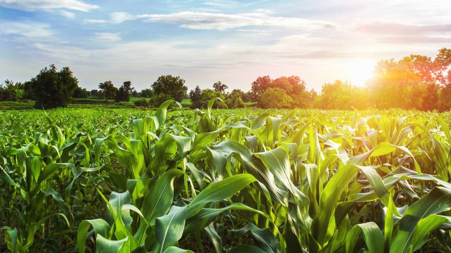 BASF Launches Seltima Fungicide in Indonesia - AgriBusiness Global