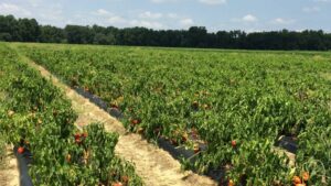 Innovation in Crop Protection Among Leading Ways to Minimize Food Waste at Farm Level