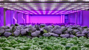 Signify Launches Virtual Center of Excellence for Sustainable Urban Vegetable Farming in Singapore