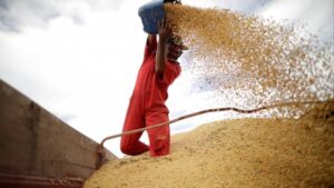 China: GM Soybean, Corn Commercial Planting a Step Closer After ‘Rapid Introduction’ of Draft