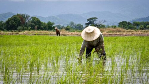 CropLife Asia and Thai Agricultural Innovation Trade Association Highlight Framework to Enable Secure, Sustainable Food Systems