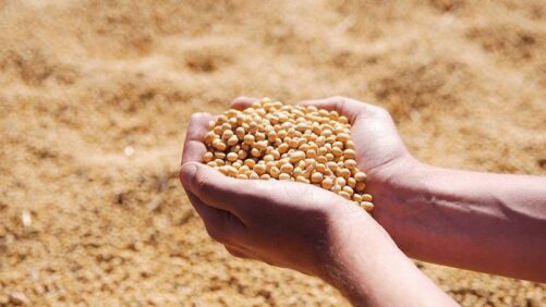 China Shifting GM Policy To Grow More Corn, Soybean