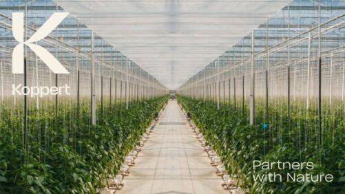 Koppert faz parceria com a Amoéba para lançar solução inovadora de biofungicida