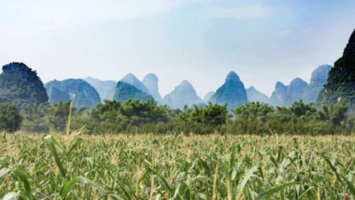 China: Global Biological Powerhouse or Not?