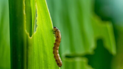 Syngenta Biologicals e Provivi fazem parceria em novas soluções de feromônios para controlar pragas devastadoras na Ásia